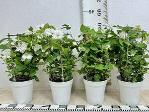 [. -ply . clematis dark red rose 4 pot set 5 number pot reality goods free shipping ]