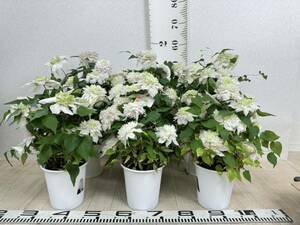 [. -ply . clematis flower .6 pot set 5 number pot reality goods free shipping ]
