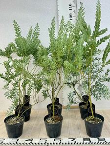 [ Akashi a seedling blue bush 5 number pot 6 pot set reality goods free shipping ]