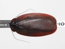 世界最大のゴキブリ 92.1mmの大型個体 ナンベイオオチャバネゴキブリ Megaloblatta longipennis ペルー_画像2