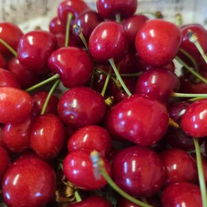 山形さくらんぼ 初夏の赤い輝き 紅さやか