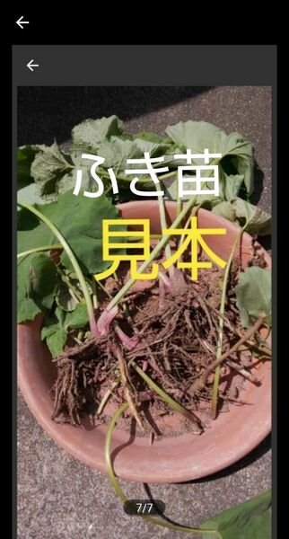 ふき苗 ふきのとう苗 8本 フキ苗 山菜 無農薬