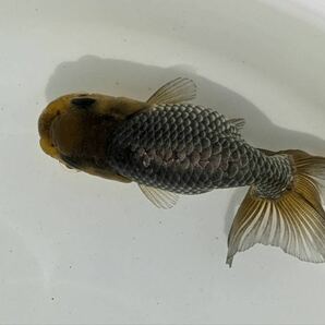 PURE金魚★国産 深見産 青らんちゅう 1匹 約９ｃｍ 人気の深見産らんちゅう！翔養魚場より直送の画像4