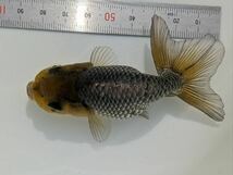 PURE金魚★国産　深見産　青らんちゅう　1匹　約９ｃｍ　人気の深見産らんちゅう！翔養魚場より直送_画像5