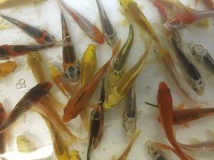 PURE** prompt decision! limited amount! colored carp 10 pcs set same packing OK**.. gem!!