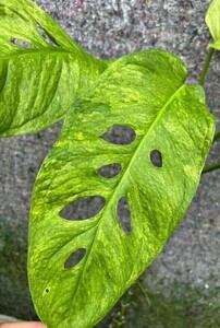 希少　極斑　Monstera obliqua muyuna variegete“Towa” 　モンステラ　オブリクア　ムユナ　斑入り　トワ