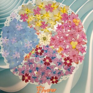  засушенный цветок материалы * гортензия, фиолетовый . цветок каждый цвет |(^o^)| ⑩
