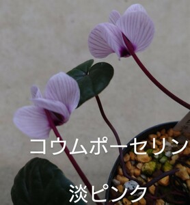 【種子】原種シクラメン　コウム　ポーセリン　10粒　淡ピンク　山野草　キンポウゲ科