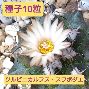 【種子】ツルビニカルプス・スワボダエ　swobodae　10粒 