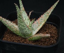 RR_斑入りのアロエハイブリッド/Aloe hybrid variegata/1株/株分け苗_画像7