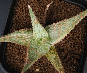 RR_斑入りのアロエハイブリッド/Aloe hybrid variegata/1株/株分け苗