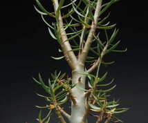 RR_ユーフォルビア・バルサミフェラ/Euphorbia balsamifera/1株/当園実生_画像5