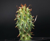 RR_闘牛角　ユーフォルビア・スコーエンランディ/Euphorbia schoenlandii/1株/当園実生苗_画像6