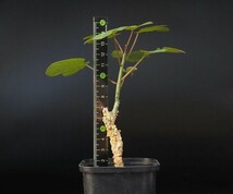 RR_アデニア・アクレアータ　今年の新葉展開中　塊茎基部に凹みあります/Adenia aculeata ssp.manganiana/1株/輸入苗_画像9