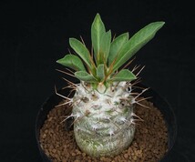 RR_光堂　パキポディウム　ナマクアナム　ハーフマン/Pachypodium namaquanum/1株/実生苗_画像2