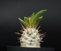 RR_光堂　パキポディウム　ナマクアナム　ハーフマン/Pachypodium namaquanum/1株/実生苗_画像1