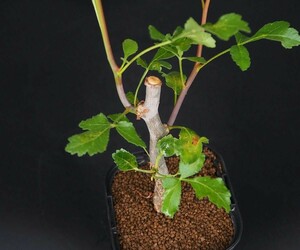 RR_ブルセラ属　希少種　セラシフォリア/Bursera cerasiifolia/1株/当園実生苗