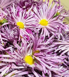 【植え時】かきのもと（食用菊）苗 ６本