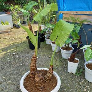  decorative plant Alocasia odora 9 number pot . size W-30*D-30*H-70. unused 