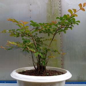 観葉植物　シマサルスベリ新芽鉢植　10号鉢植　サイズ　W-70ｃｍ・D-50ｃｍ・H-60ｃｍ　未使用