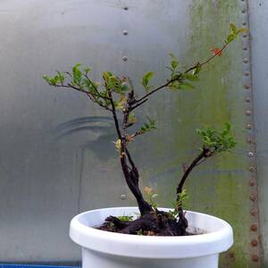 観葉植物　ギーマ(和製ブルーベリー)奄美大島以南に生殖　7号鉢植　サイズ　横幅　30㎝　奥行　21㎝　高さ　45㎝　未使用