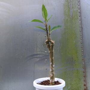 観葉植物　ブルメリア　6号鉢植　サイズ　横幅　30㎝・奥行　30㎝・高さ　60㎝　未使用