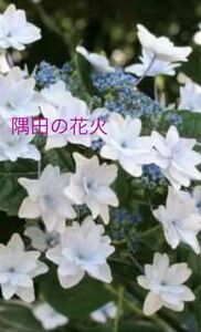 紫陽花　隅田の花火　苗木