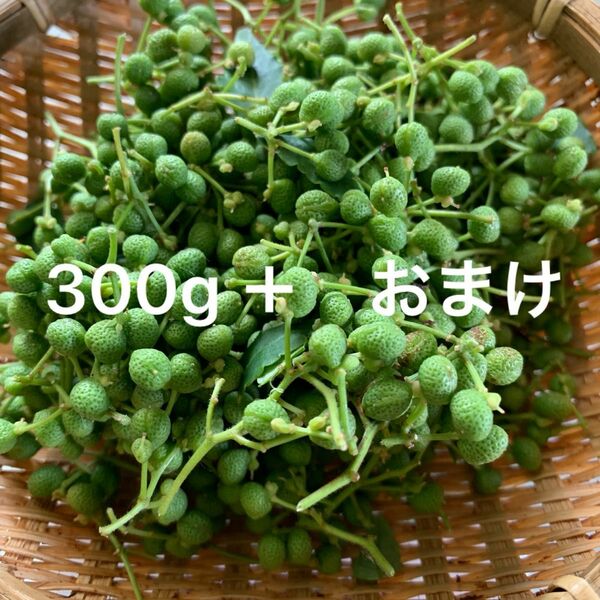 北陸田舎の　山椒の実　300g ＋　α