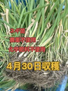 ネギ苗50本、