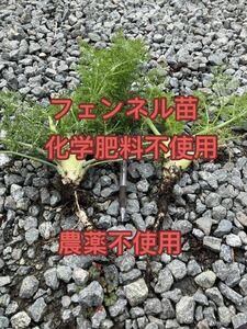  fennel seedling 5ps.