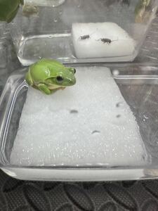  Schlegel's green tree frog 2024