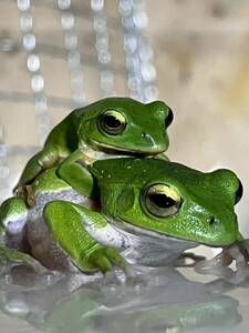  Schlegel's green tree frog pair .