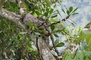 アリ植物 Myrmecodia tuberosa “pulvinata” Mt. Arfak, West Papua 実生株