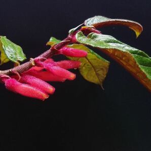 コルムネア Columnea inaequilateraの画像2