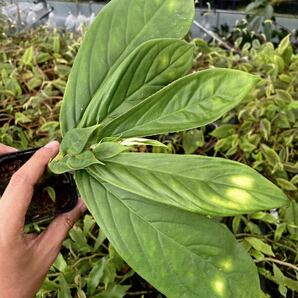 コルムネア Columnea dimidiata (wine red)の画像4