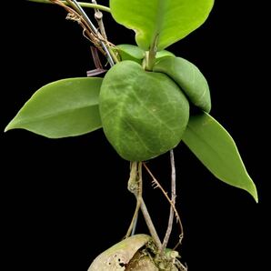 アリ植物 Hoya darwinii Nueva Vizcaya, Luzonの画像3