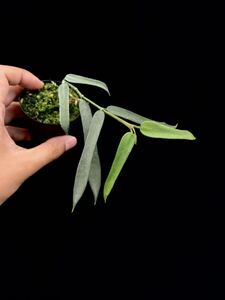 Hoya pandurata Tongbiguan, China