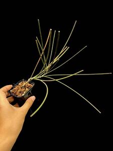 Hoya spartioides Buntok, Central Borneo 