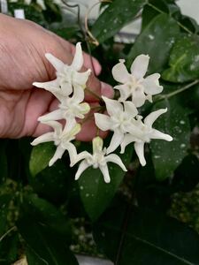 Hoya versteegii Timika, West Papua 天鵞絨のような質感の珍ホヤ