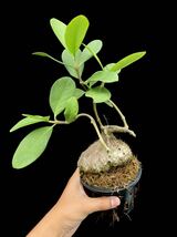 アリ植物 Hydnophytum formicarum Southern Thailand_画像2