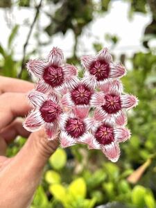 Hoya sulawesiana Mamasa, West Sulawesi 美花ホヤ