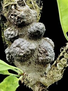 アリ植物 Myrmecodia sp. Cebu, Philippines (YFK2) 実生株