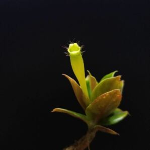 コルムネア Columnea crassicaulis 実生株の画像2