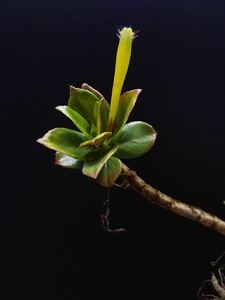 コルムネア Columnea crassicaulis 実生株