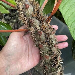 リ植物 Myrmecodia platytyrea Southern Nabire, West Papua 実生株の画像1