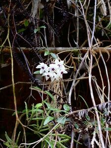 Hoya microphylla Mt. Hagen, PNG