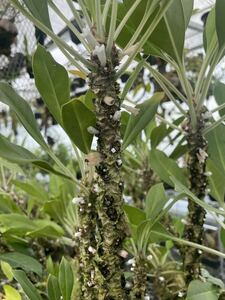 アリ植物 Myrmecodia cf. tuberosa “lanceolata” West Papua 実生株