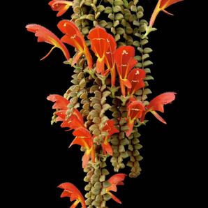 コルムネア Columnea microphyllaの画像1