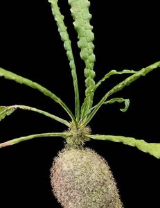 アリ植物 Myrmecodia erinacea Ucapan, Nabire, West Papua 実生株