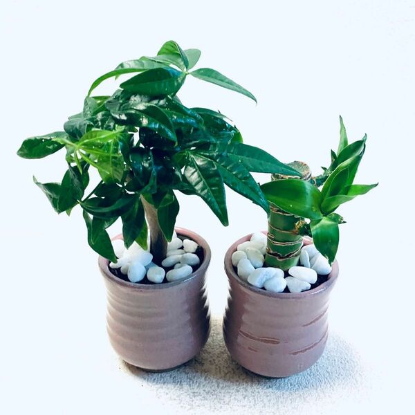 ハイドロカルチャー　◎キングバンブー　◎パキラ　2個セット　小さめで可愛いサイズ　小石原焼　陶器　観葉植物